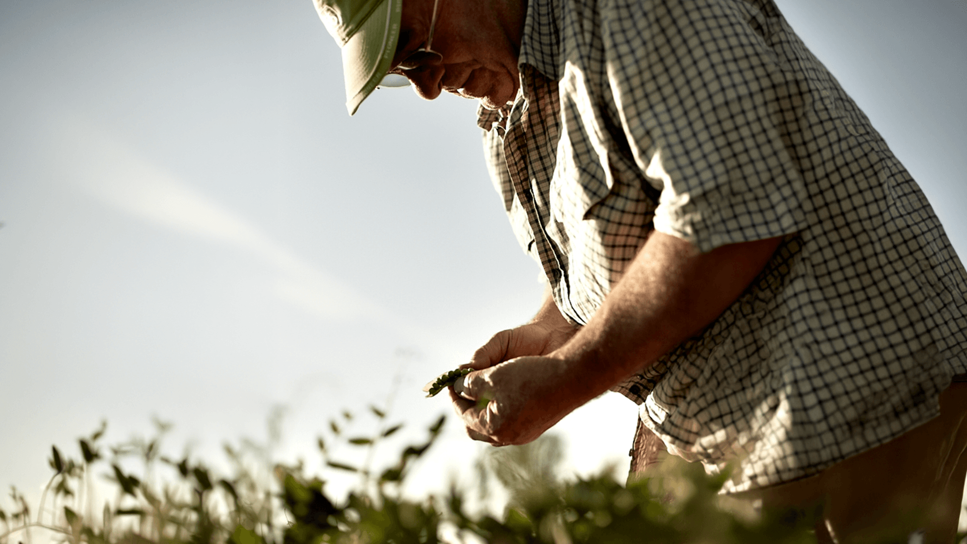 Agricoltura a ridotto impatto ambientale