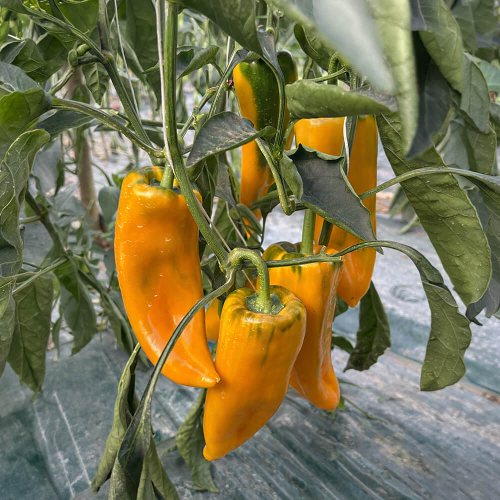 Piantina peperone Cornelio