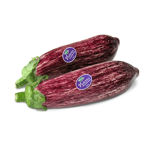 Melanzana Violetta Striata