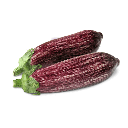 Melanzana Violetta Striata