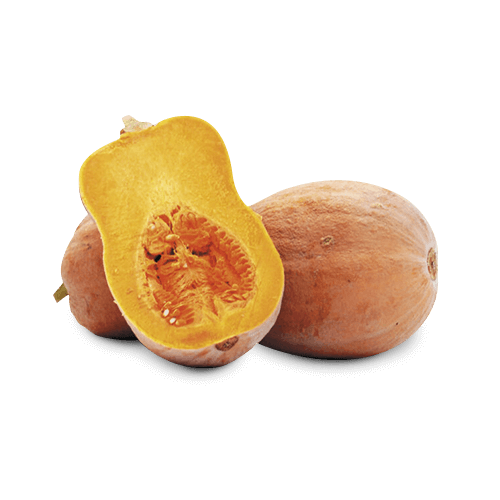 Zucca Violina