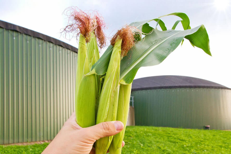 Impianto a Biomasse di Pomposa