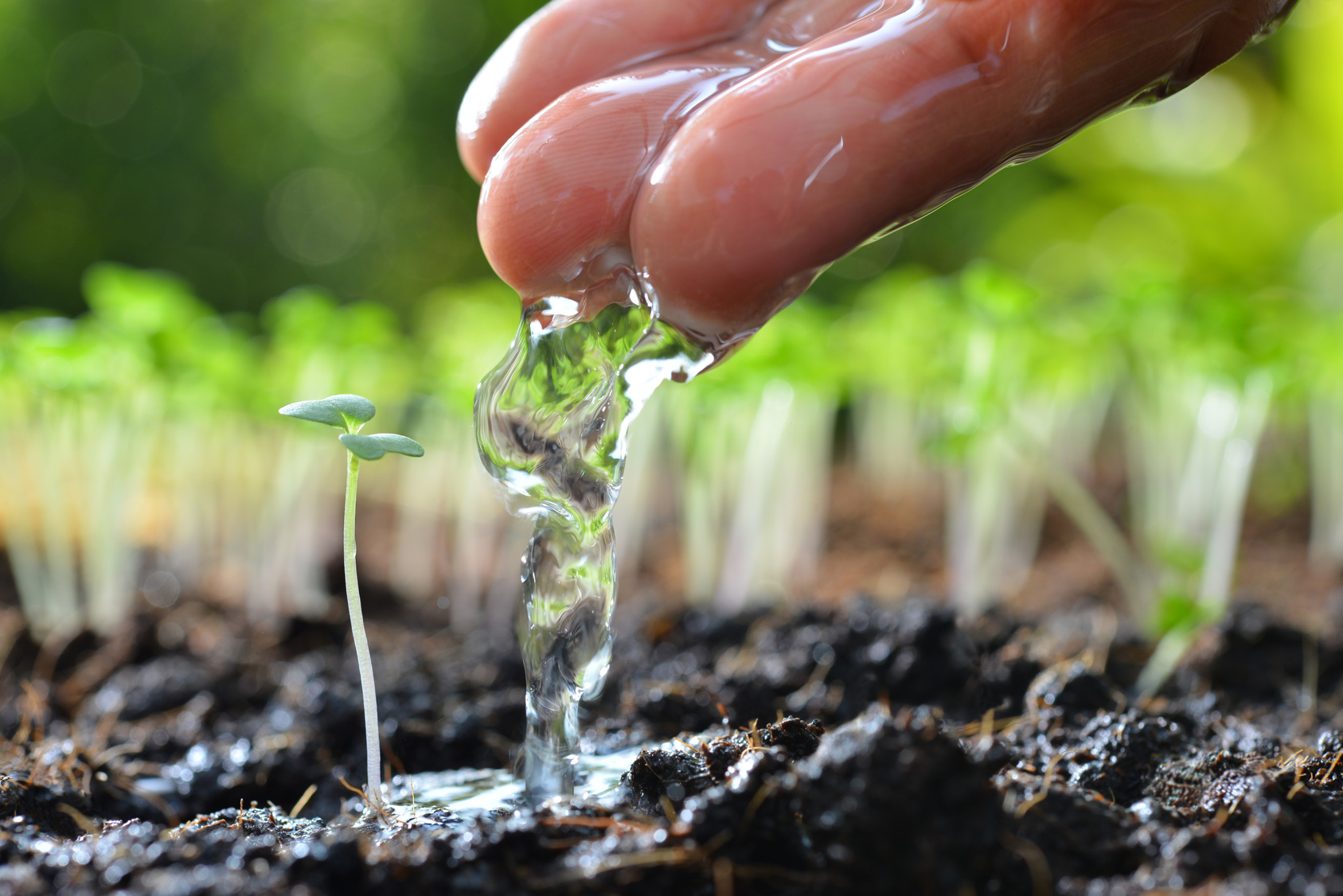Annaffiare le piante: come risparmiare acqua, irrigando meglio