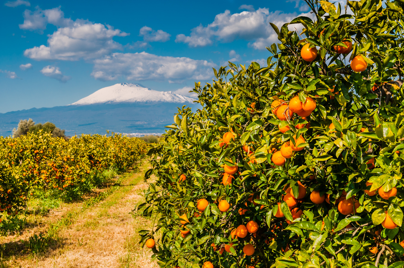 L'arancia rossa di Sicilia si coltiva dall’Etna al mare