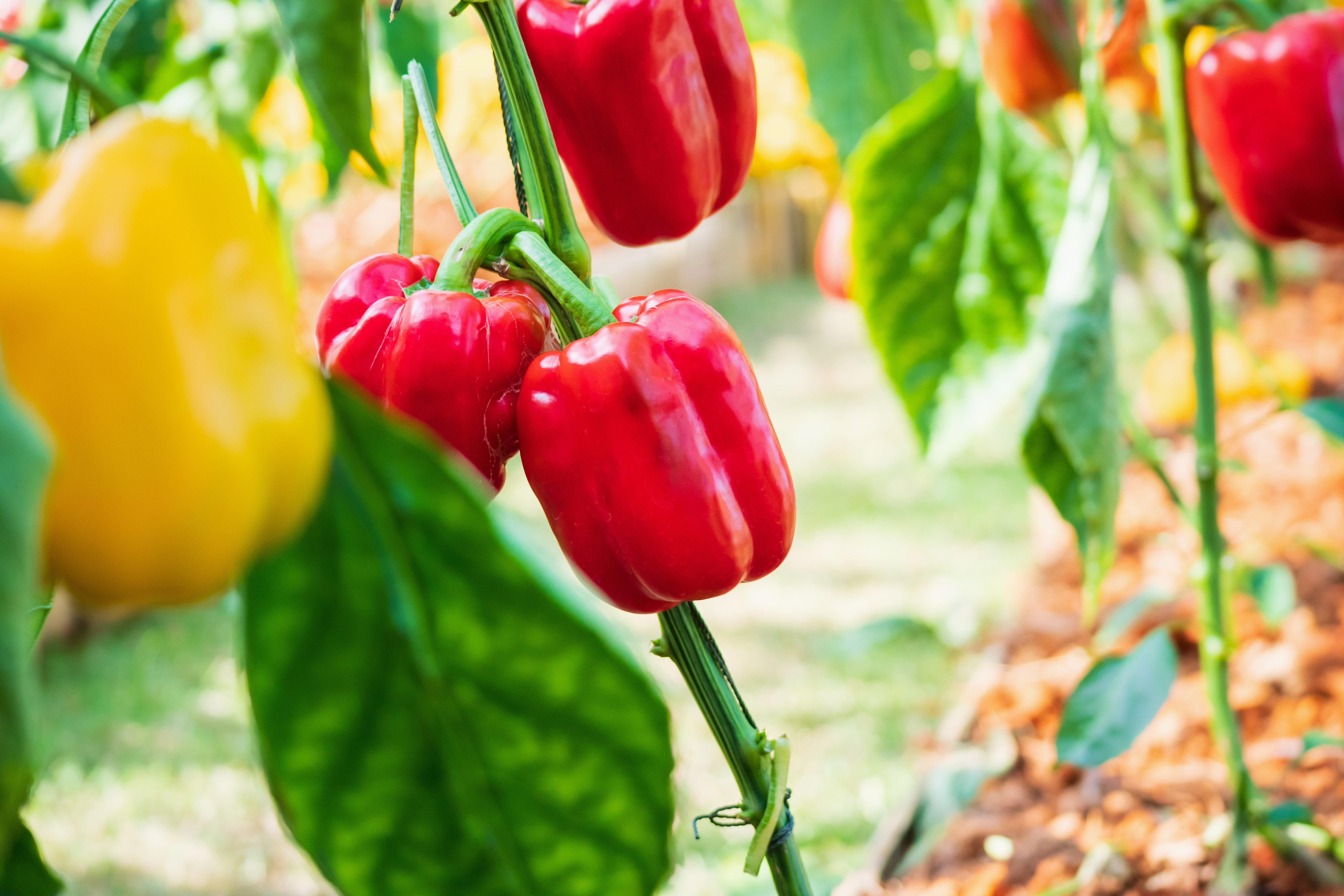 Coltivare peperoni, una guida utile per non sbagliare