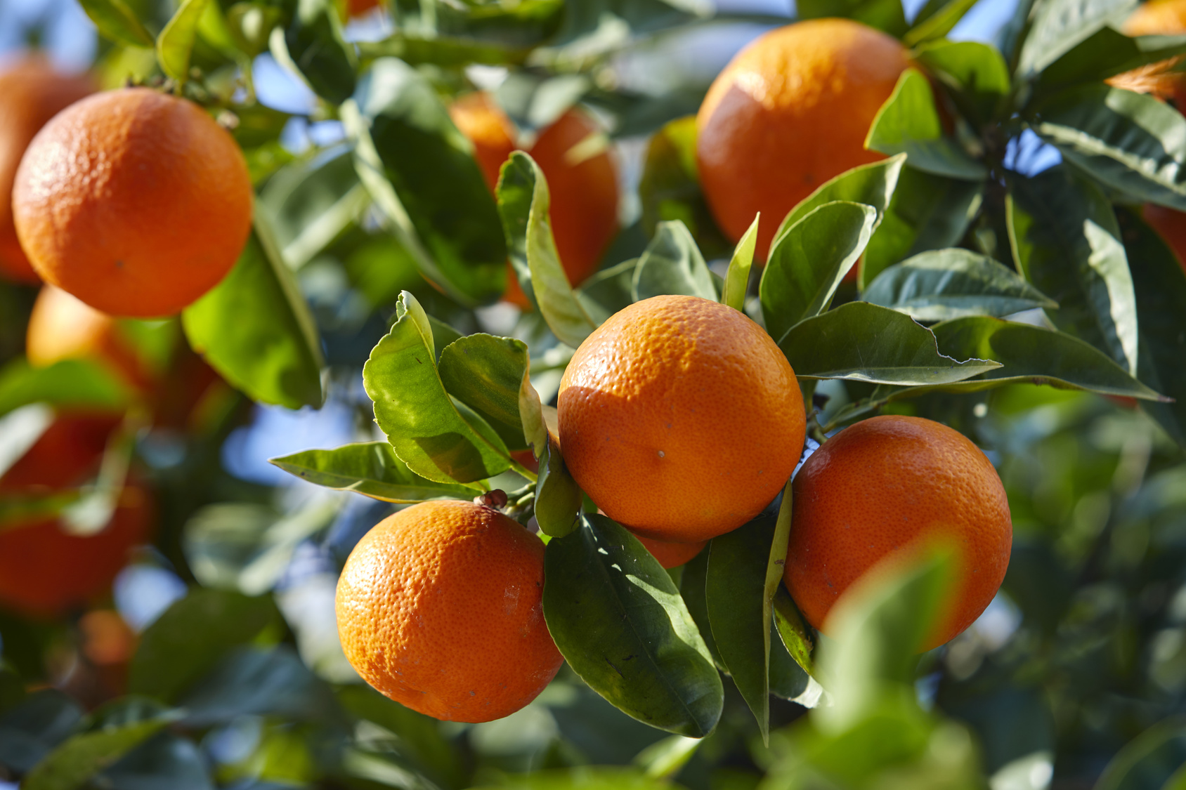 Coltivazione mandarino: l'albero può raggiungere 4 metri d'altezza