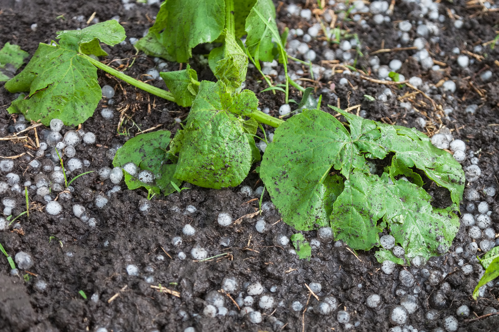 Grandine nell'orto: pianta di zucchine