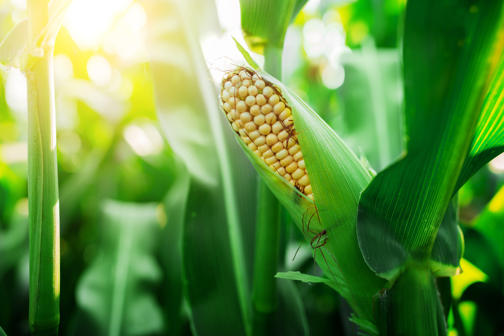 Coltivare il mais a casa: 5 cose che devi assolutamente sapere