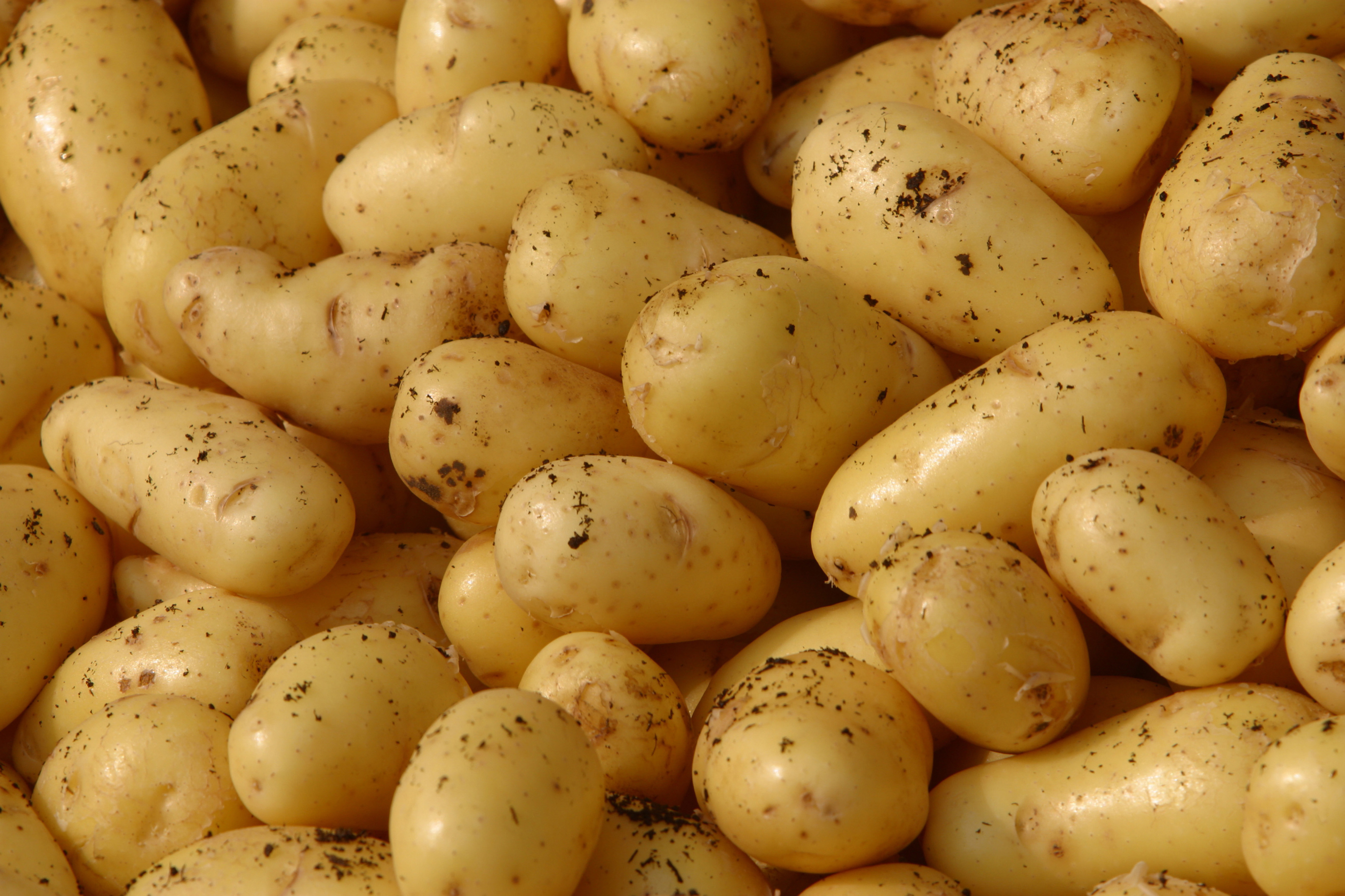 Prodotto del mese, le patate novelle
