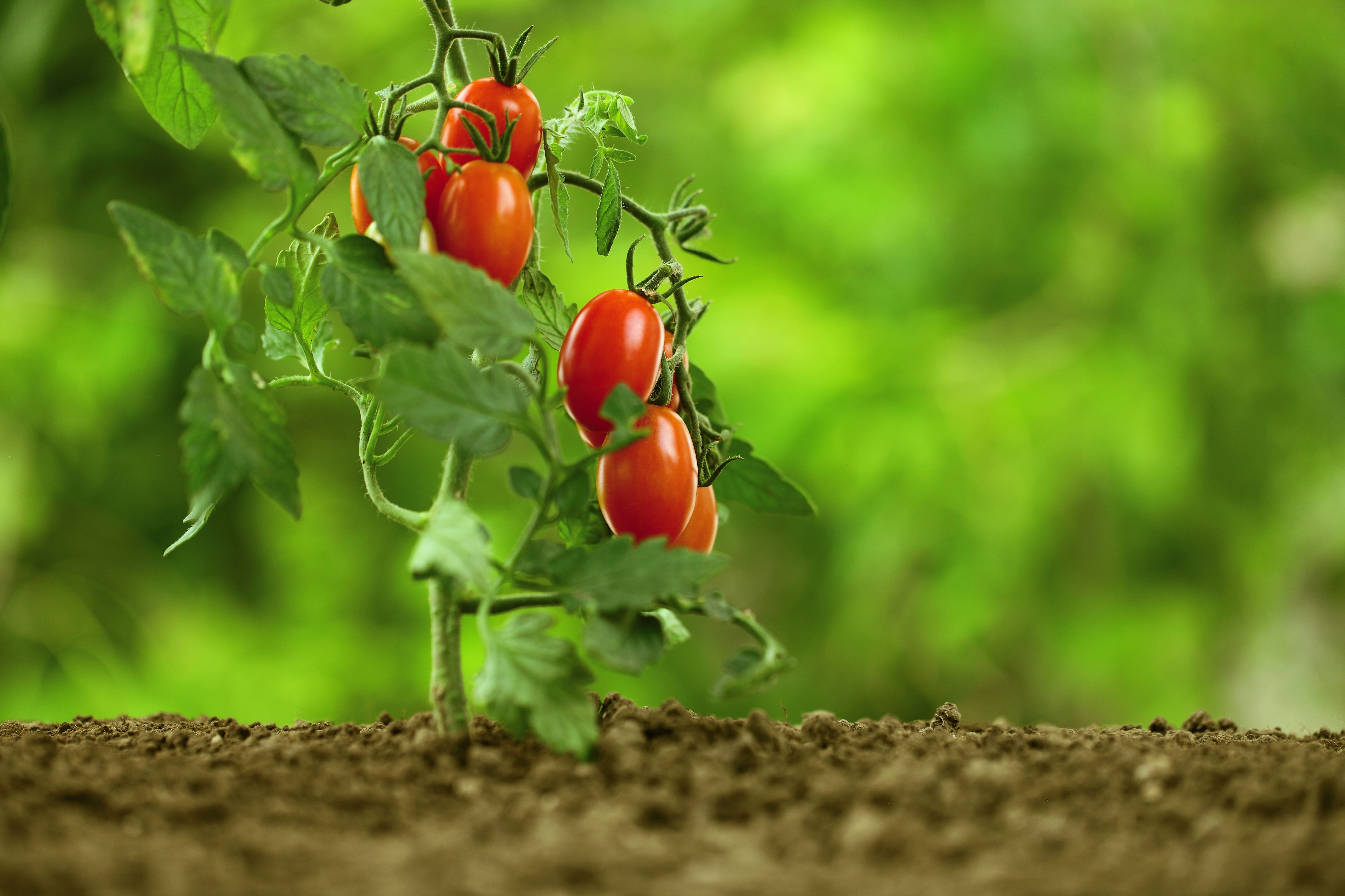 Raccogliere i pomodori nell’orto: come farlo al meglio