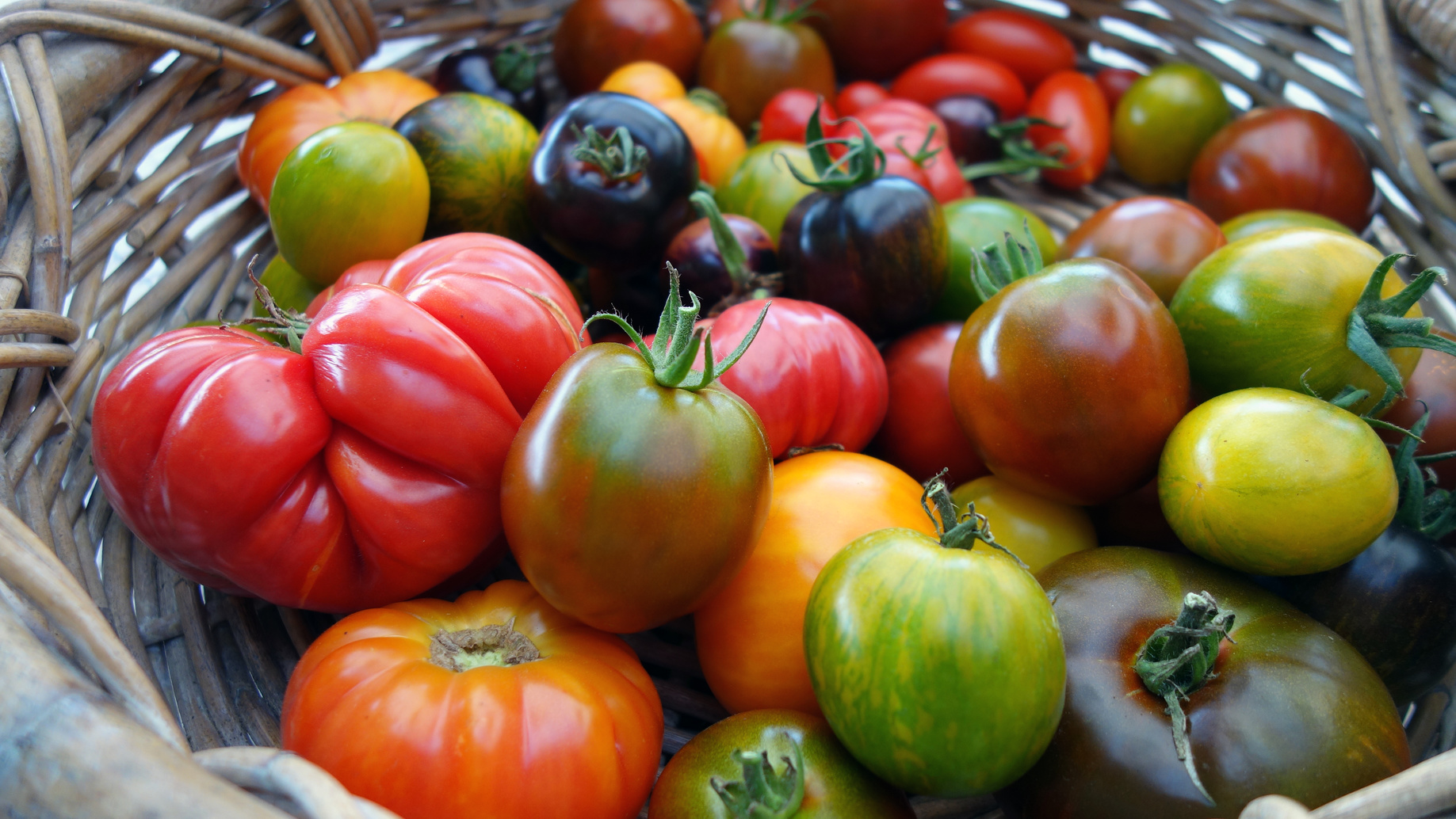 Pomodori colorati