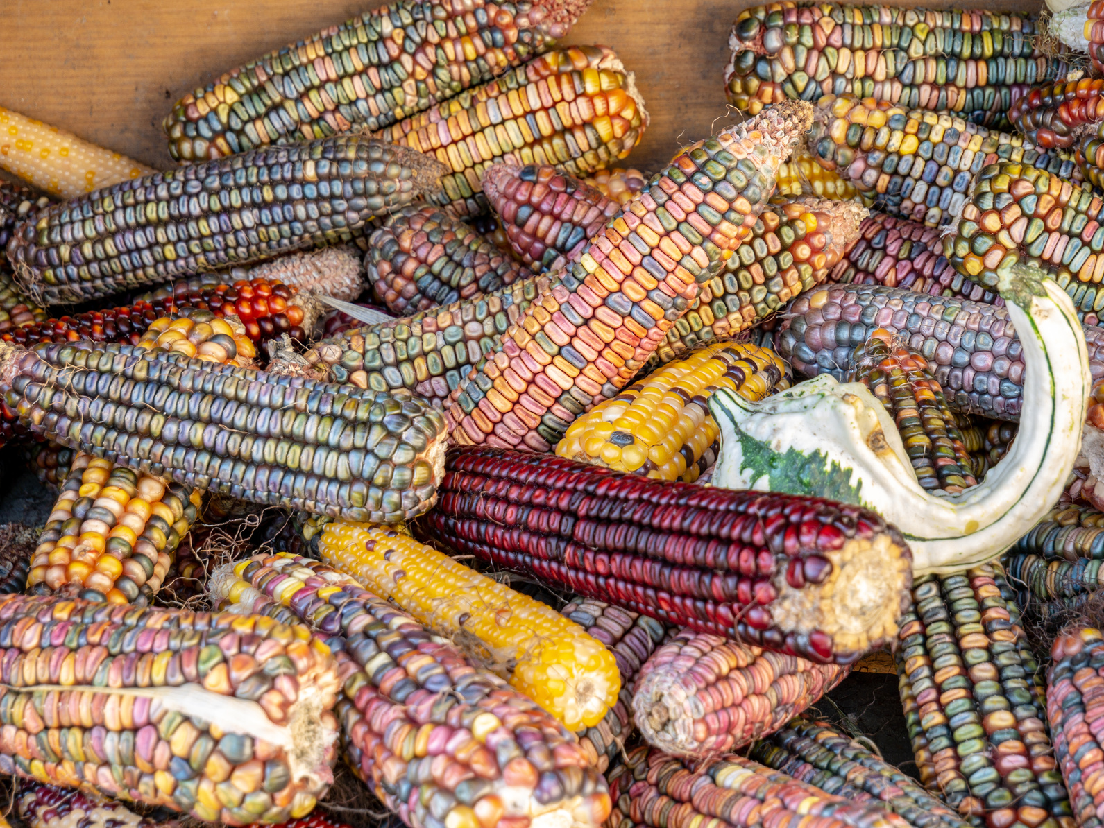 Pannocchia arlecchino di glass germ corn