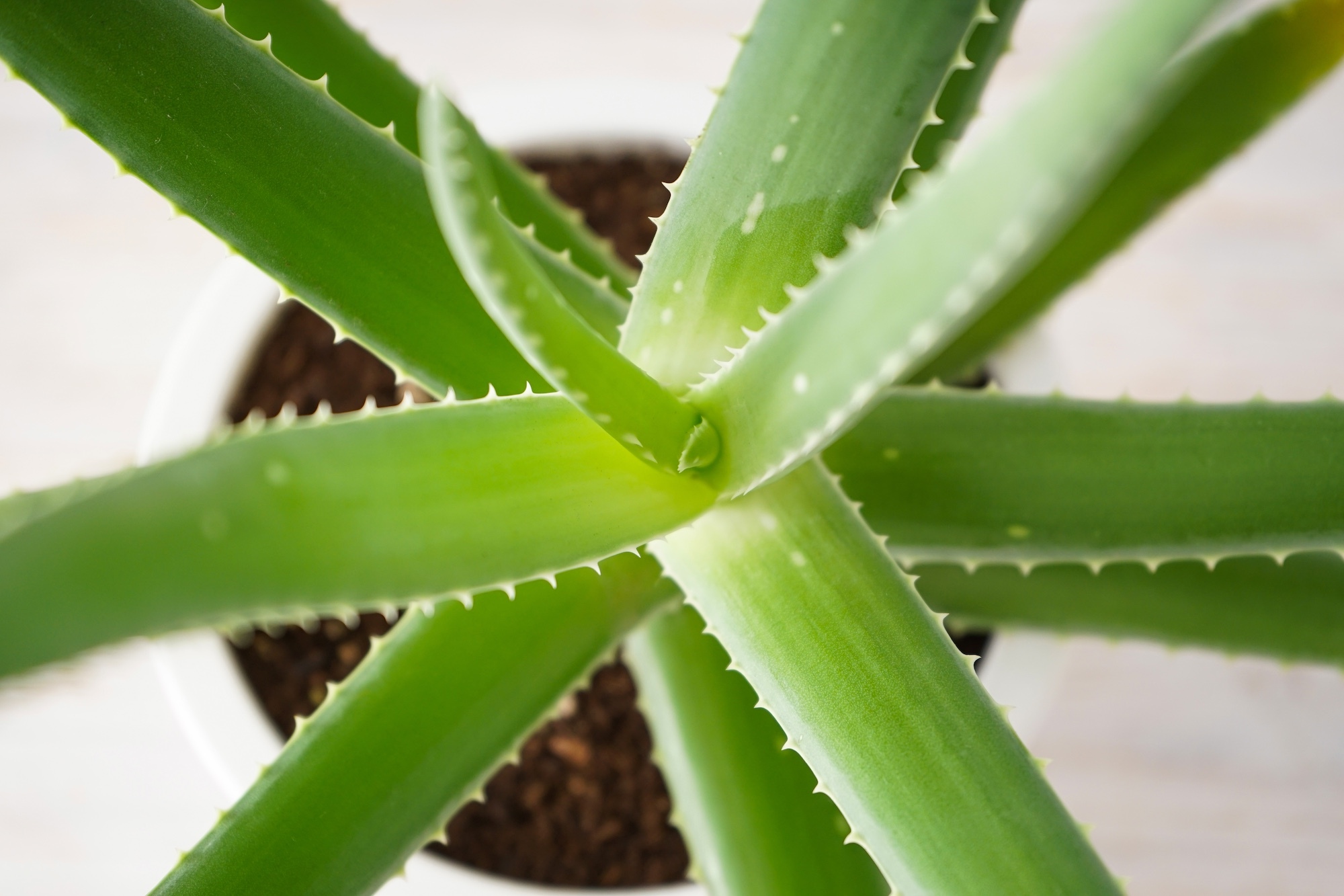 Come coltivare l'Aloe vera in casa: guida e consigli