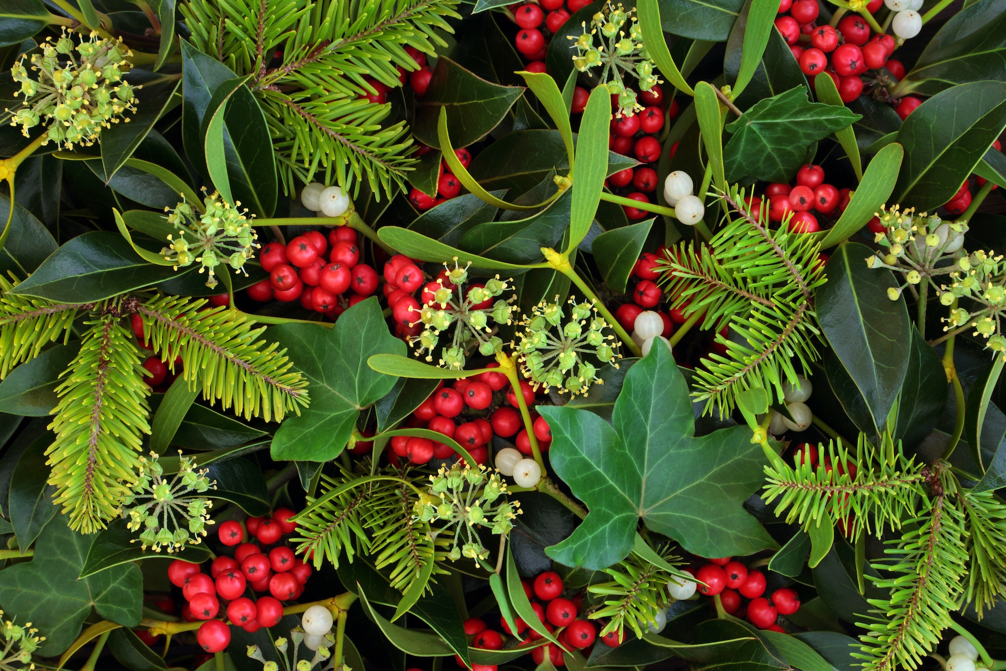 Come Utilizzare l'Edera e l'Agrifoglio per Decorazioni Invernali Naturali