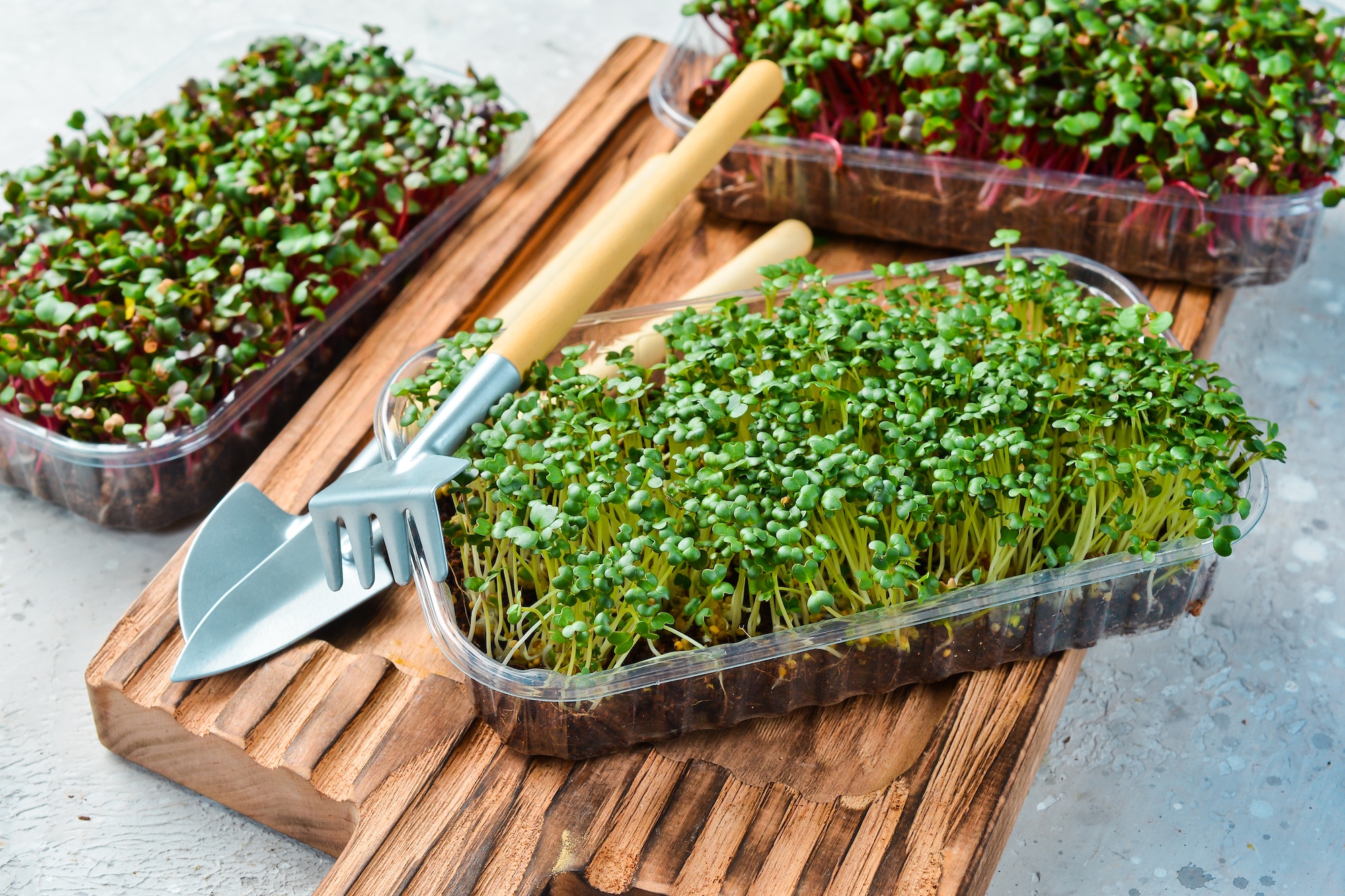 Come coltivare Microgreens in casa per arricchire i tuoi piatti