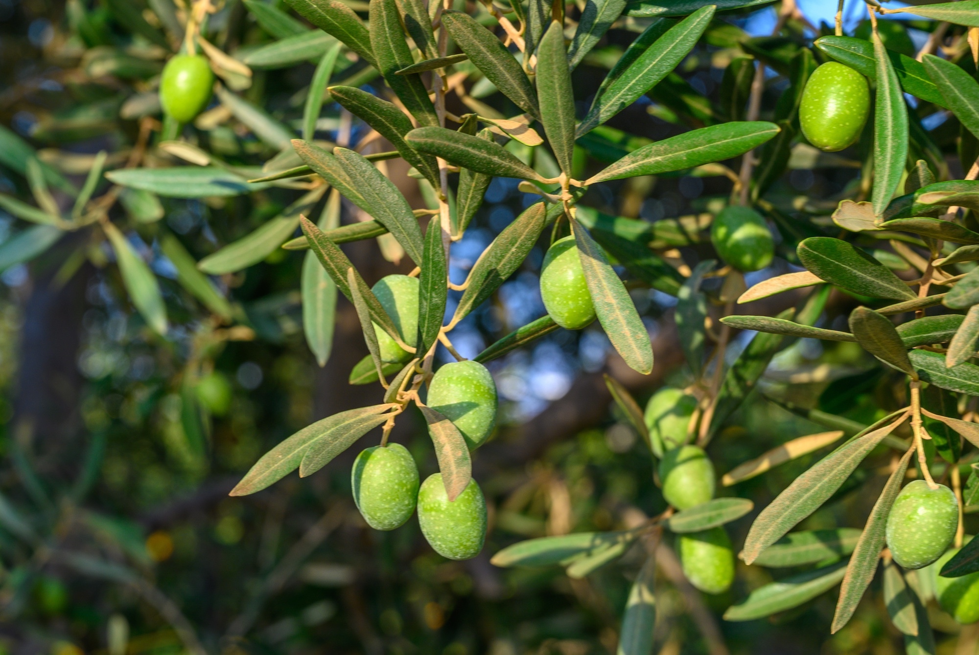 La Raccolta delle Olive: Tradizioni e Benefici dell’Olio d’Oliva