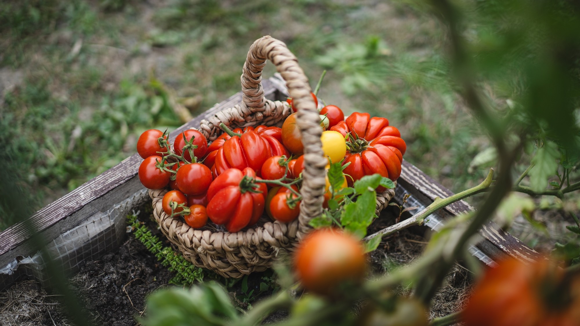 Orto di fine estate: come prepararlo all’autunno 
