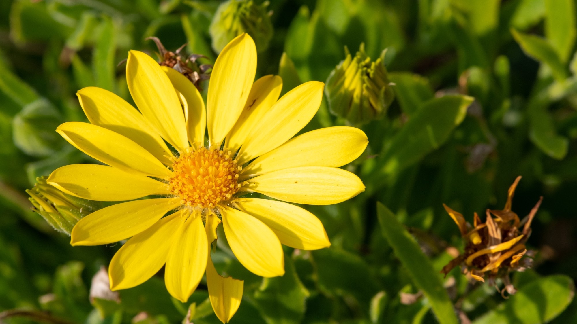 Arnica montana: cos’è e perché è efficace contro dolore e infiammazione