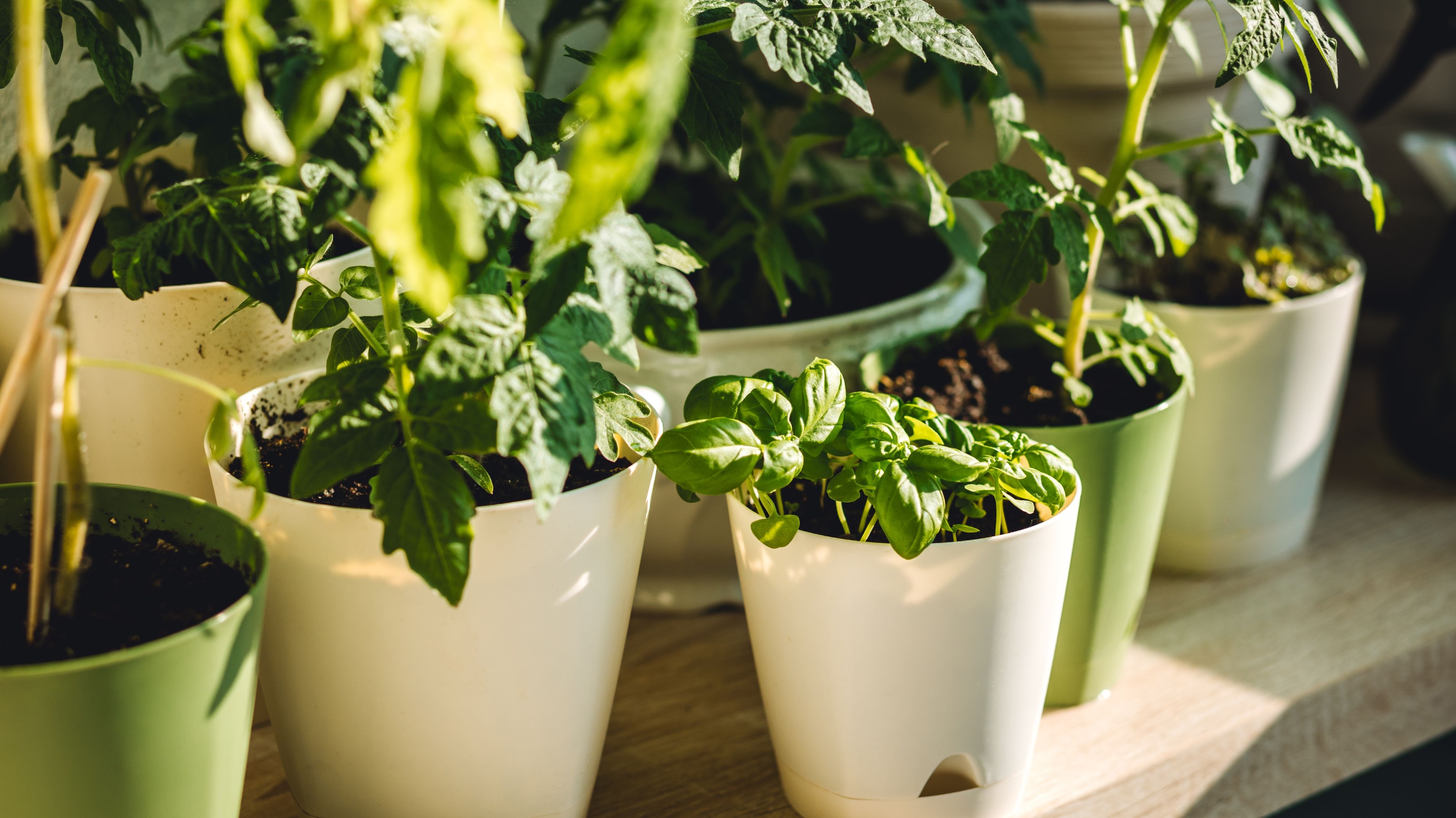 Balcone e giardino in autunno: come preparare le piante all’arrivo del freddo